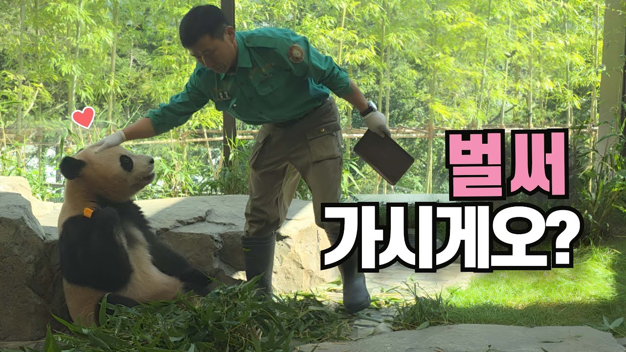 ❣️바오걸즈❣️두 시간 줄 선 보람🐼 #루이바오 #후이바오 #강바오 #Ruibao #Huibao #크리스티비