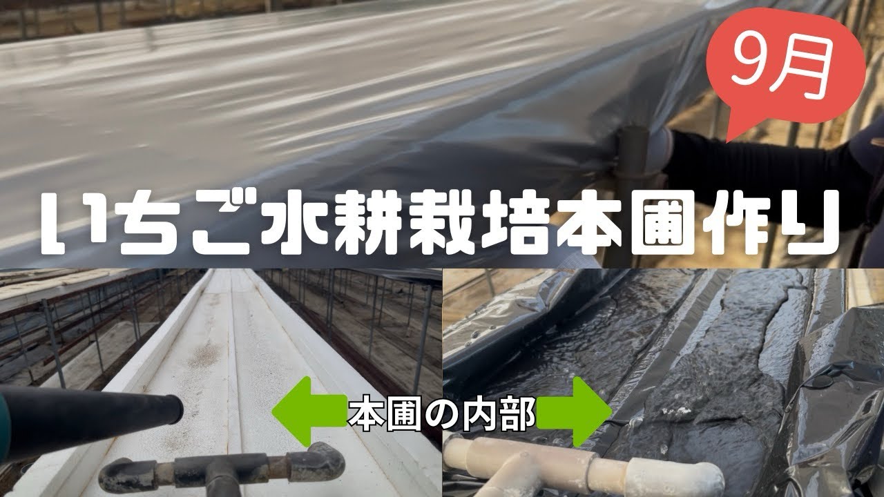 9月のいちご育苗🍓水耕栽培本圃作り