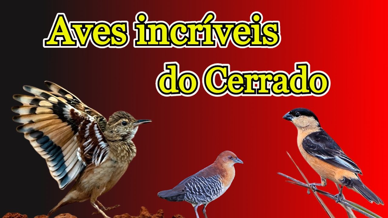 Conhe&ccedil;a as esp&eacute;cies end&ecirc;micas mais raras e fascinantes do cerrado!