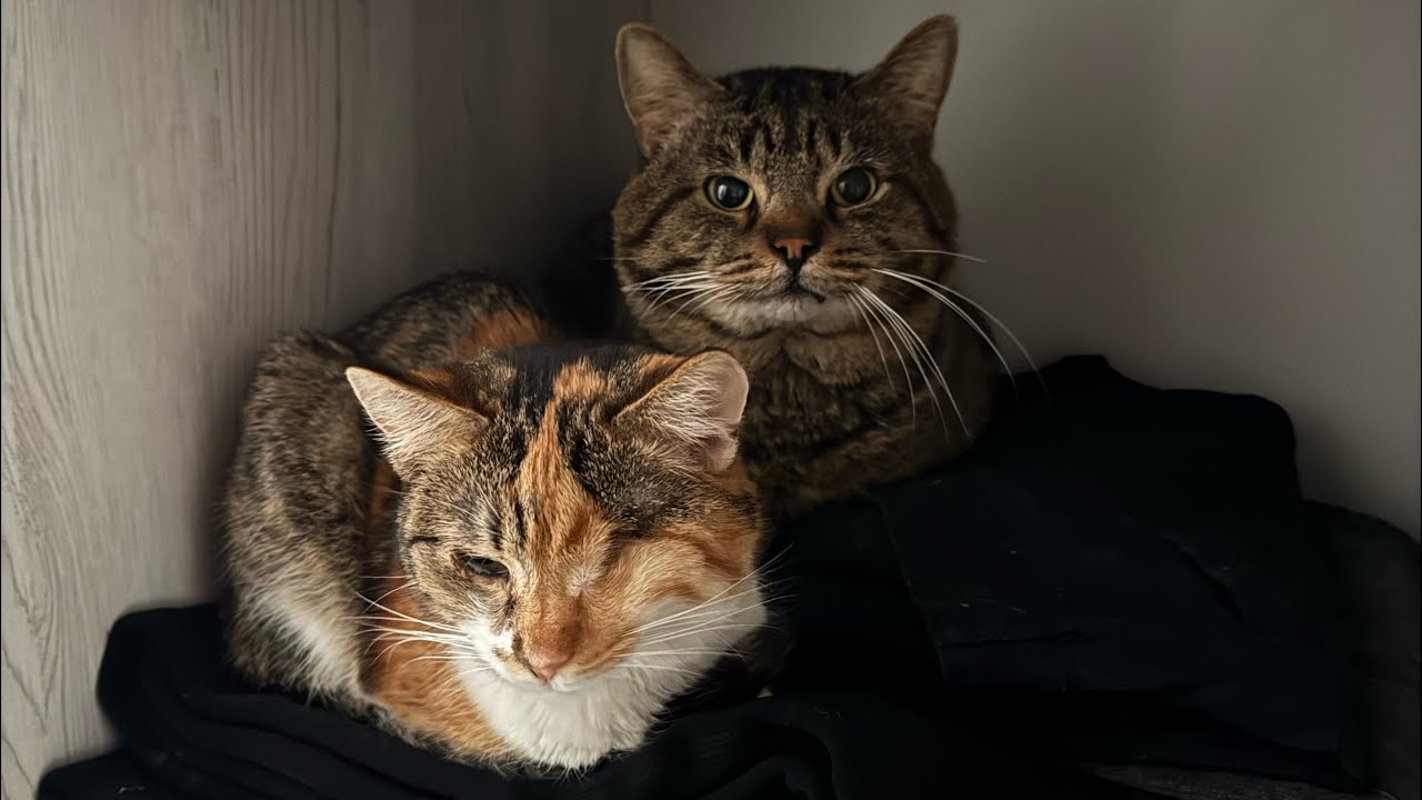Am adoptat pisici în Ucraina 
