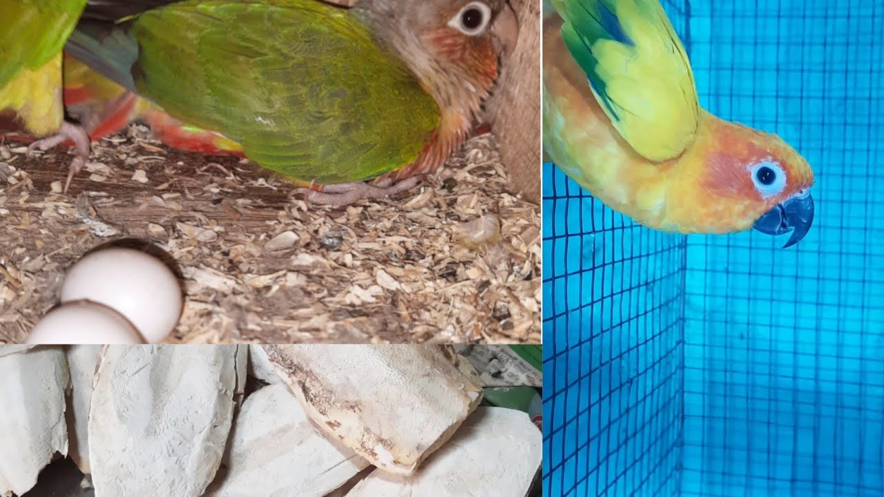 bird's egg lay karega tab deakhval kaise kare || bird's egg laying time medicine