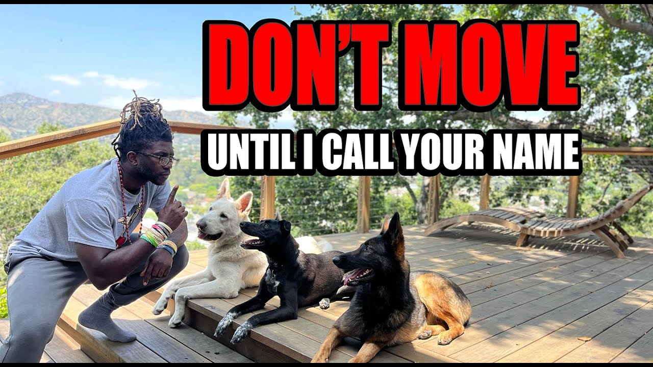 DON'T MOVE UNTIL I CALL YOUR NAME - TEACHING MULTIPLE DOGS TO LISTEN FOR THEIR NAME
