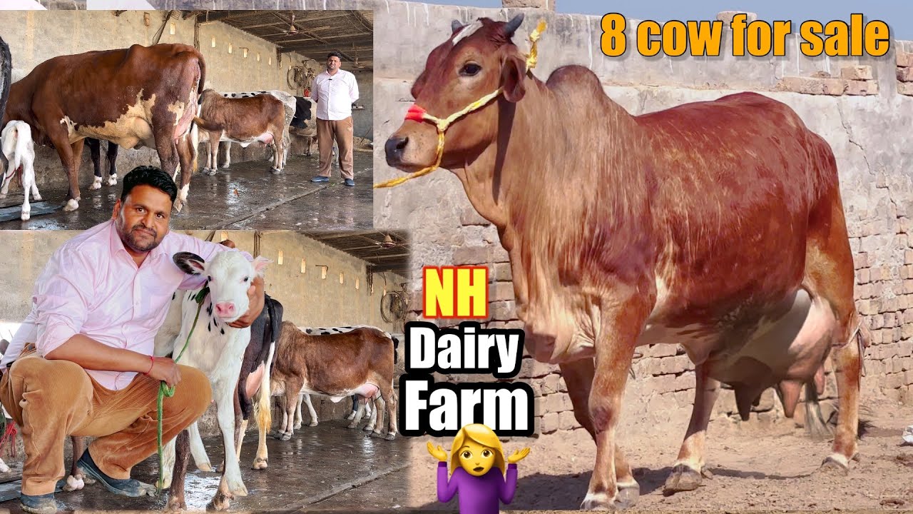 8 गाय दूध 16 से 35 लीटर, रेट जानते हैं सोमा भाई से ( NH dairy farm) #rajusirsa 