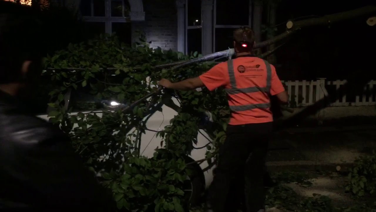 How Easy is it to Remove a Tree that Falls on your ONTO (Evezy) Car?