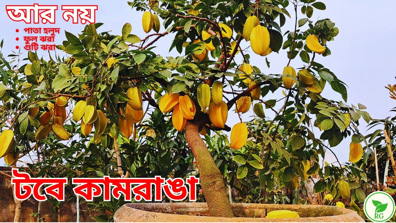 টবে এরকম কামরাঙা ফলানোর A-Z পরিচর্যা | NO Flower & Fruit Drops: Grow Huge Starfruits Like a Pro