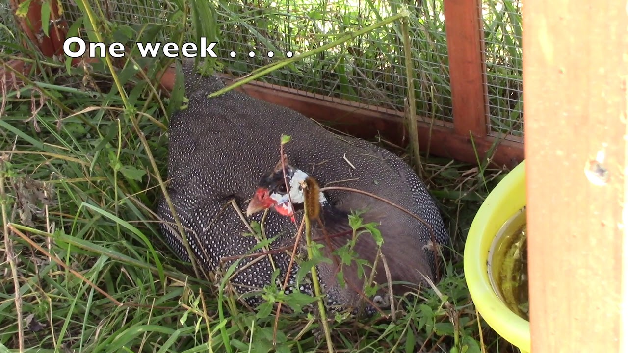 Successful Guinea Fowl Nest Outdoors!