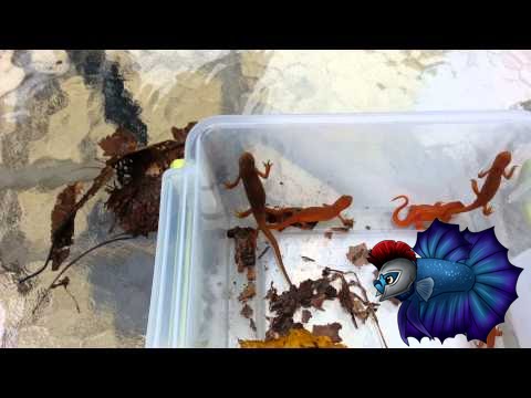 🌿 How to Care for Eastern Newts &ndash; Complete Guide! 🦎✨