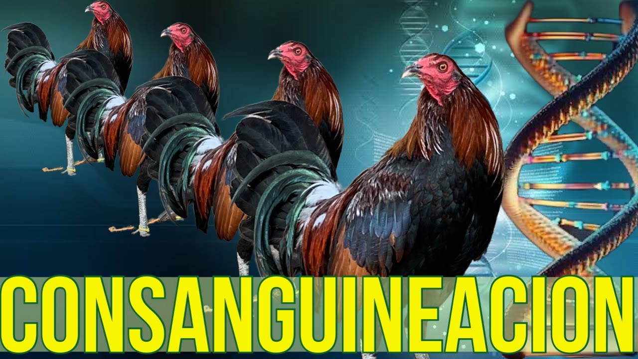CONSANGUINIDAD......¿Que es y cuales metodos existen?