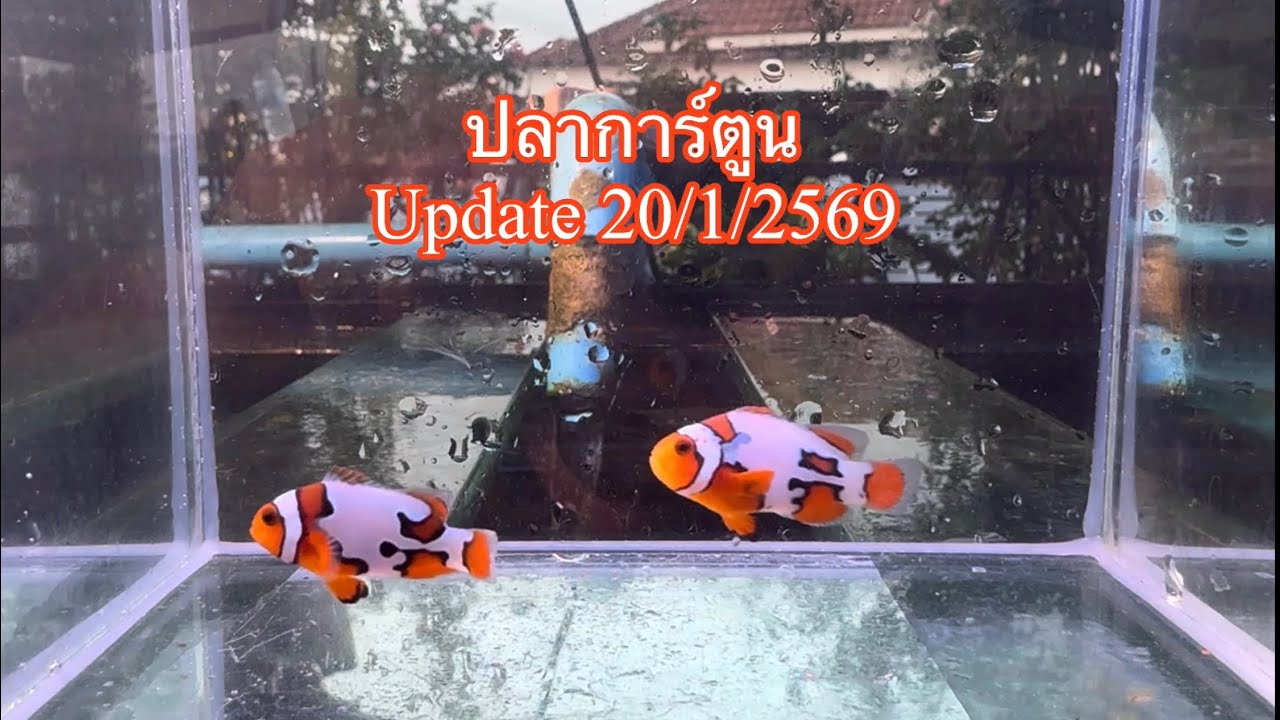 ปลาการ์ตูน update 20/1/2569