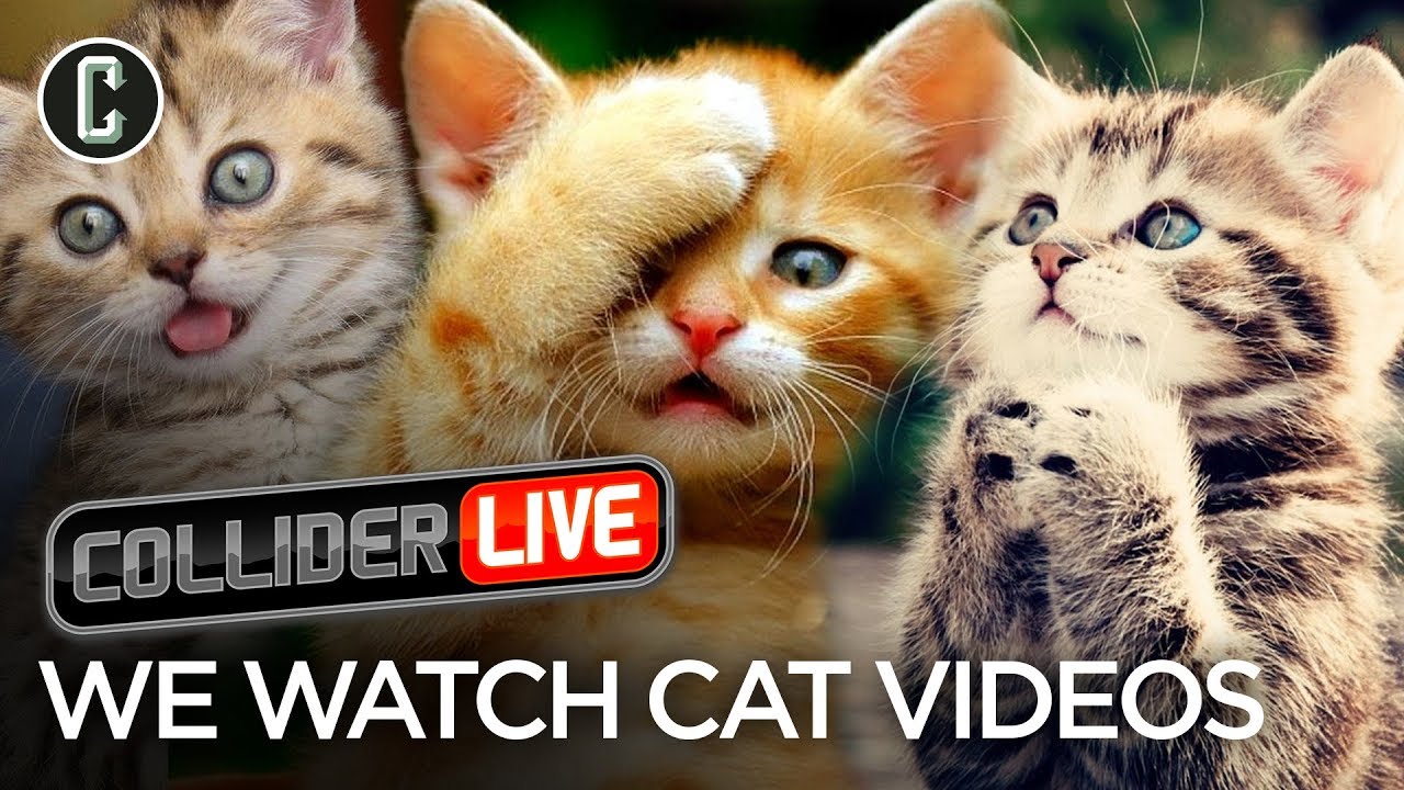 We Watch Cat Videos - Collider Live #63
