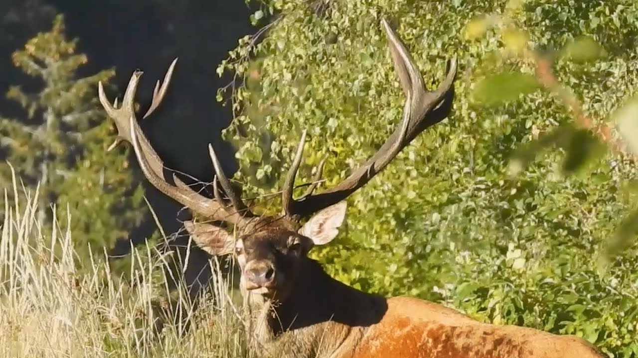 Elite Carpathian Stag Hunt