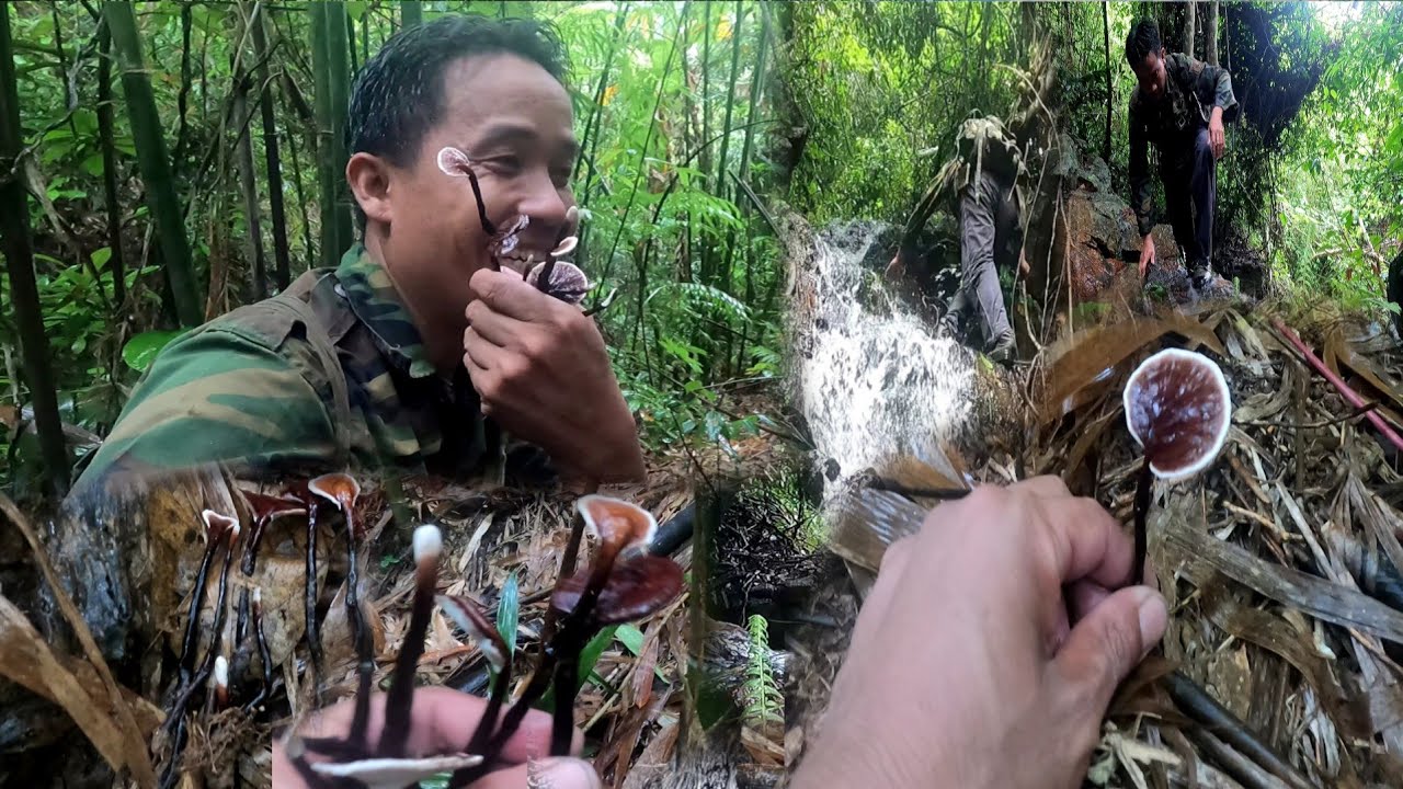 6 กรกฎาคม ค.ศ. 2025.ເຈີເຫັດລາຄາເເພງຢູ່ກາງດົງ//เจอเห็ดที่ราคาเเพงที่สุด