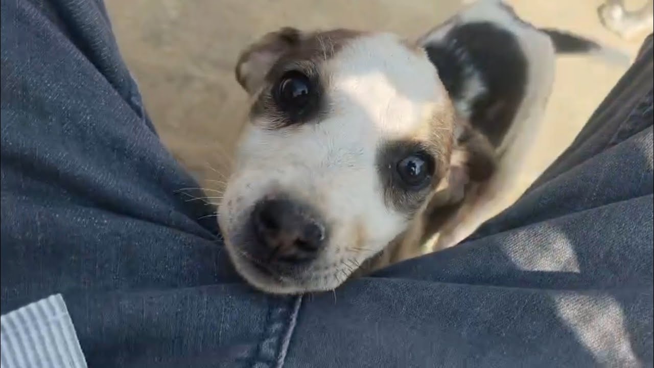 बच्चों की बहुत याद आ रही है🐕🧒🐶🥰🥰🥹