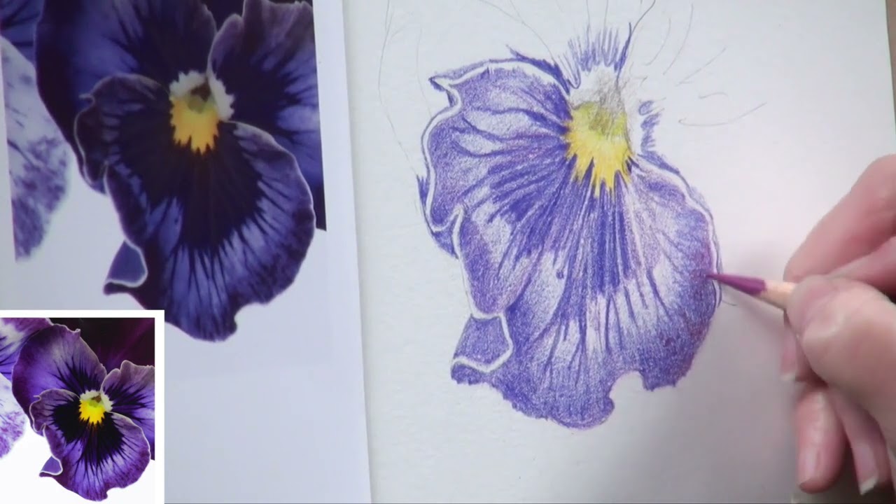 Coloured pencil textures course part 17 - pansy petal