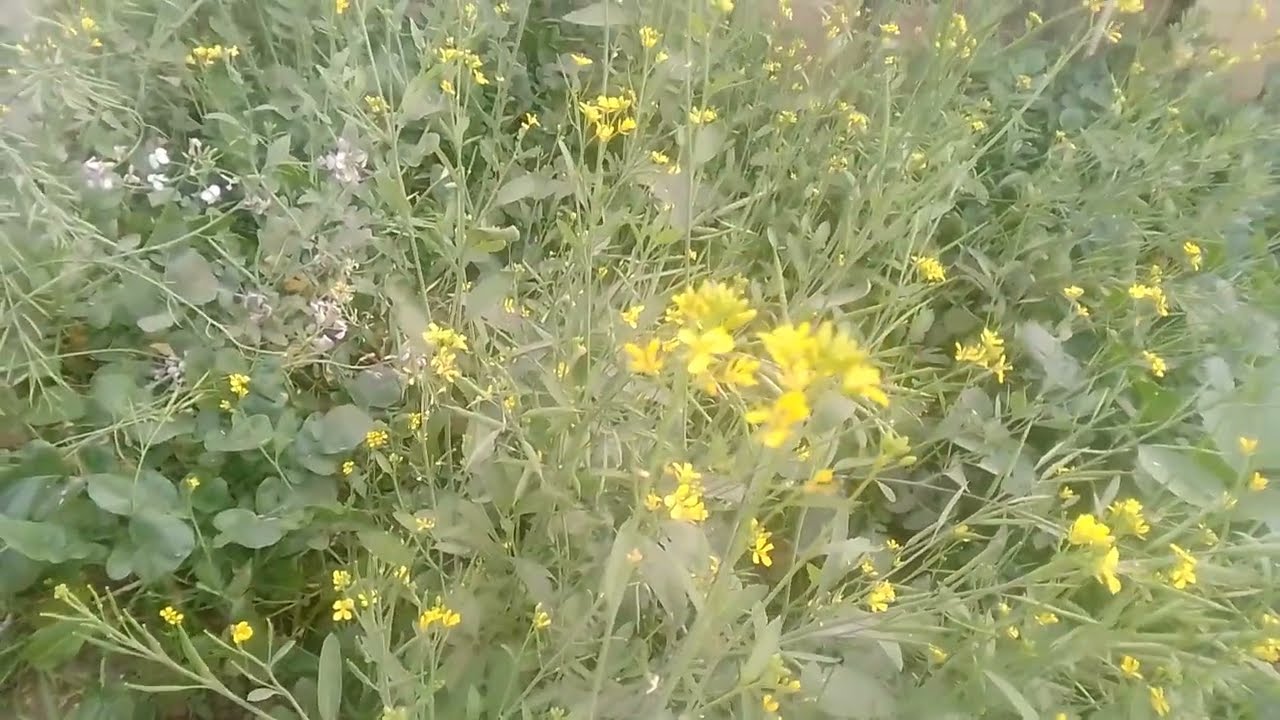 ऑर्गेनिक सब्जियां उगाईये#gardening#