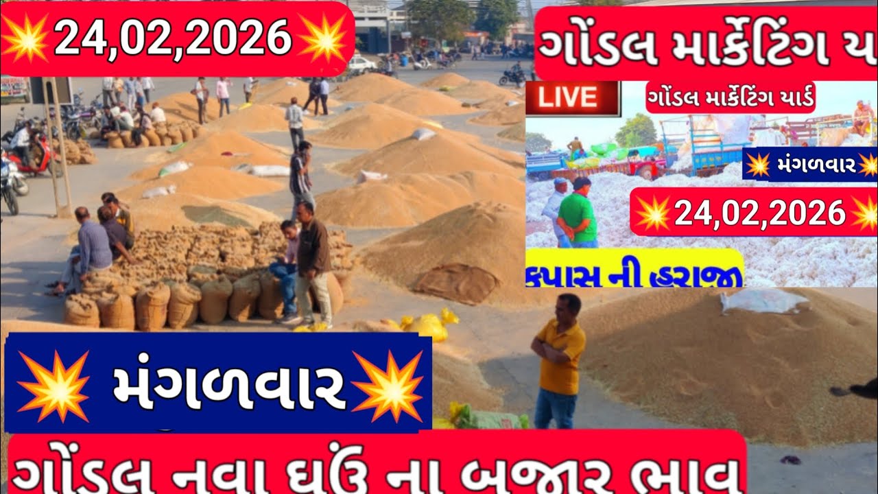 નવા ઘઉં ના બજાર ભાવ / ઘઉં ના બજાર ભાવ / ગોંડલ ઘઉં ના બજાર ભાવ / 24,02,2026 