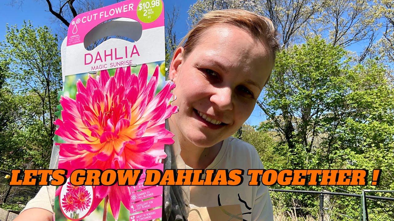 8 DAHLIA TIPS:HOW TO GET THE MOST FROM THESE SUMMER BLOOMING BULBS🌸