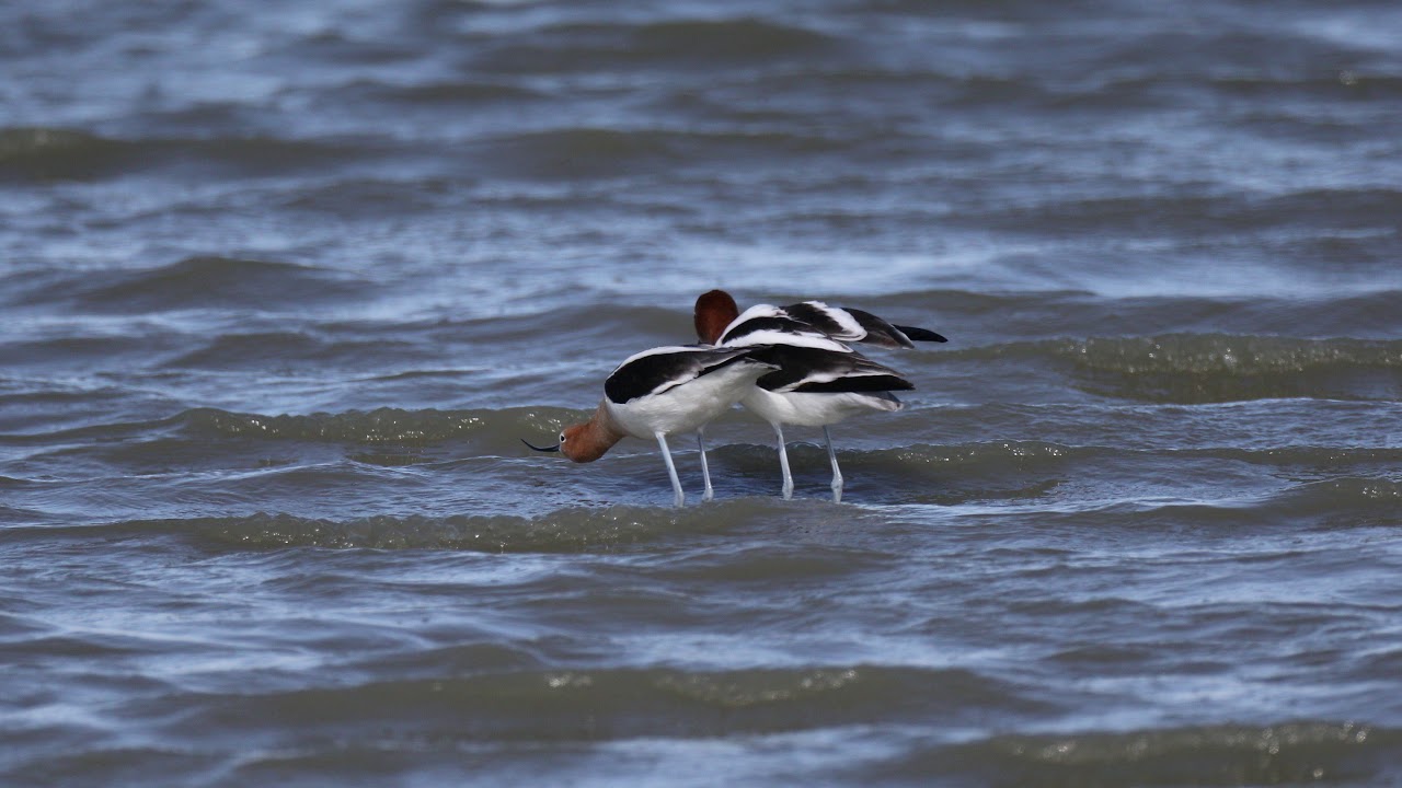 Avocets Mating
