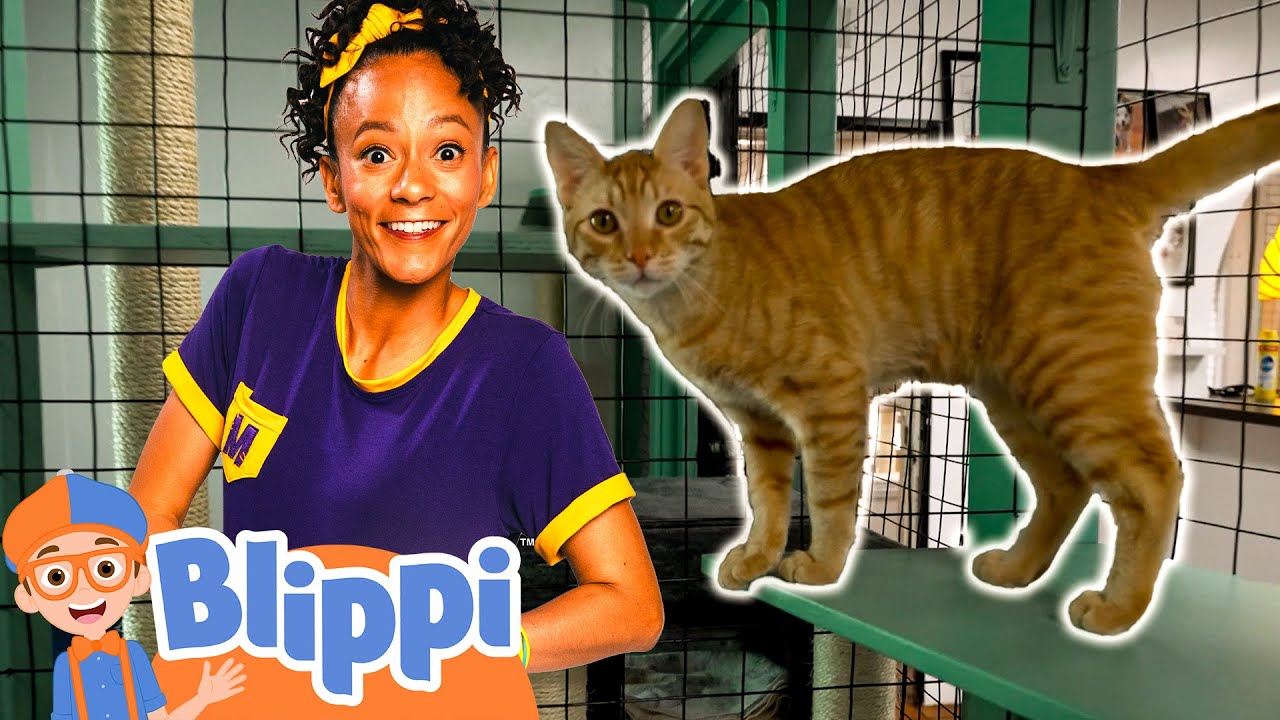 Animal Shelter | Animal Video | Educational Videos for Kids