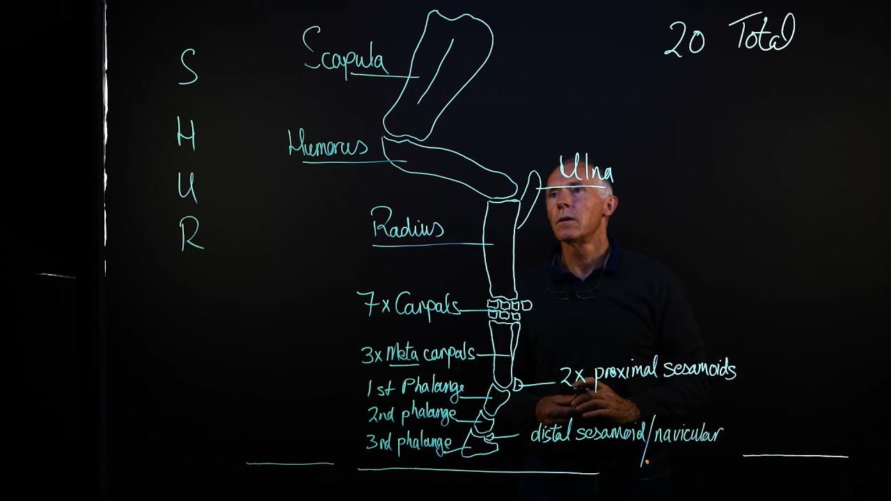 KPU Bones of the fore limb
