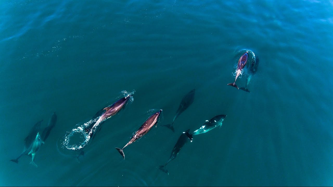 Manada de delfines, Oyambre, Cantabria.