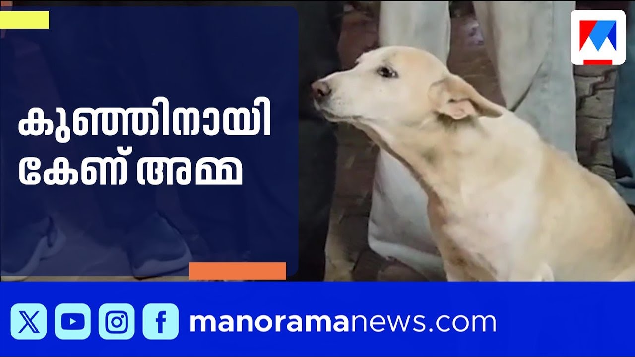 കുഞ്ഞിനെ വാഹനമിടിച്ചു; മനുഷ്യരോട് സഹായം അഭ്യര്‍ഥിച്ച് നായ | Malappuram