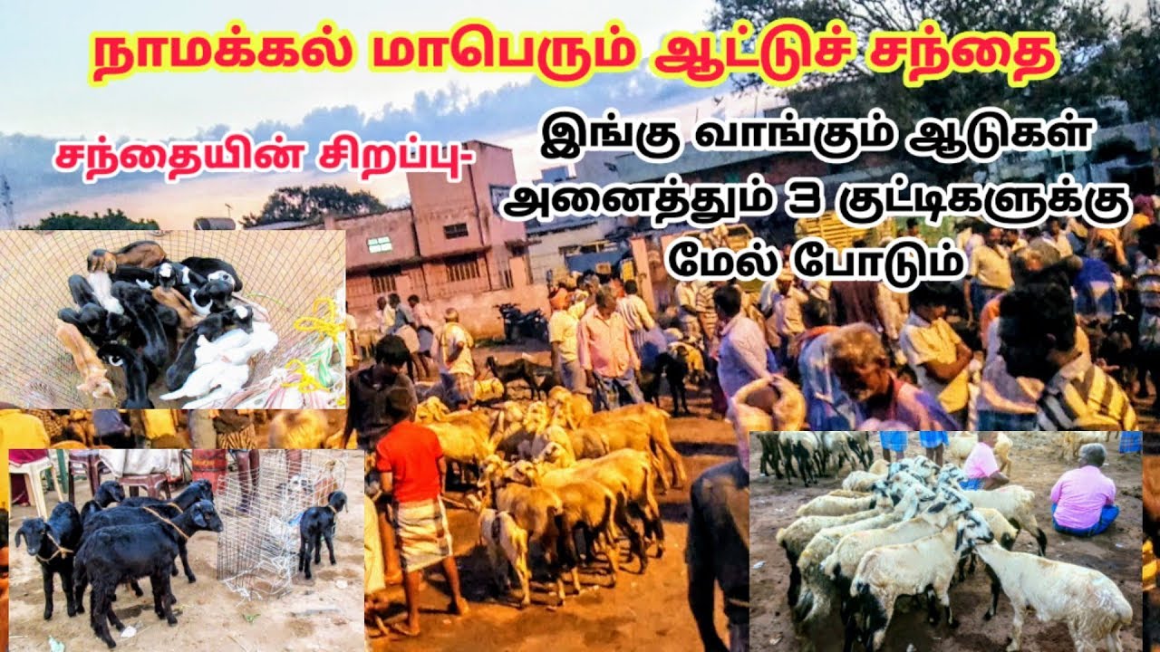 நாமக்கல் மாபெரும் ஆட்டுச் சந்தை /Namakkal Great Sheep Market