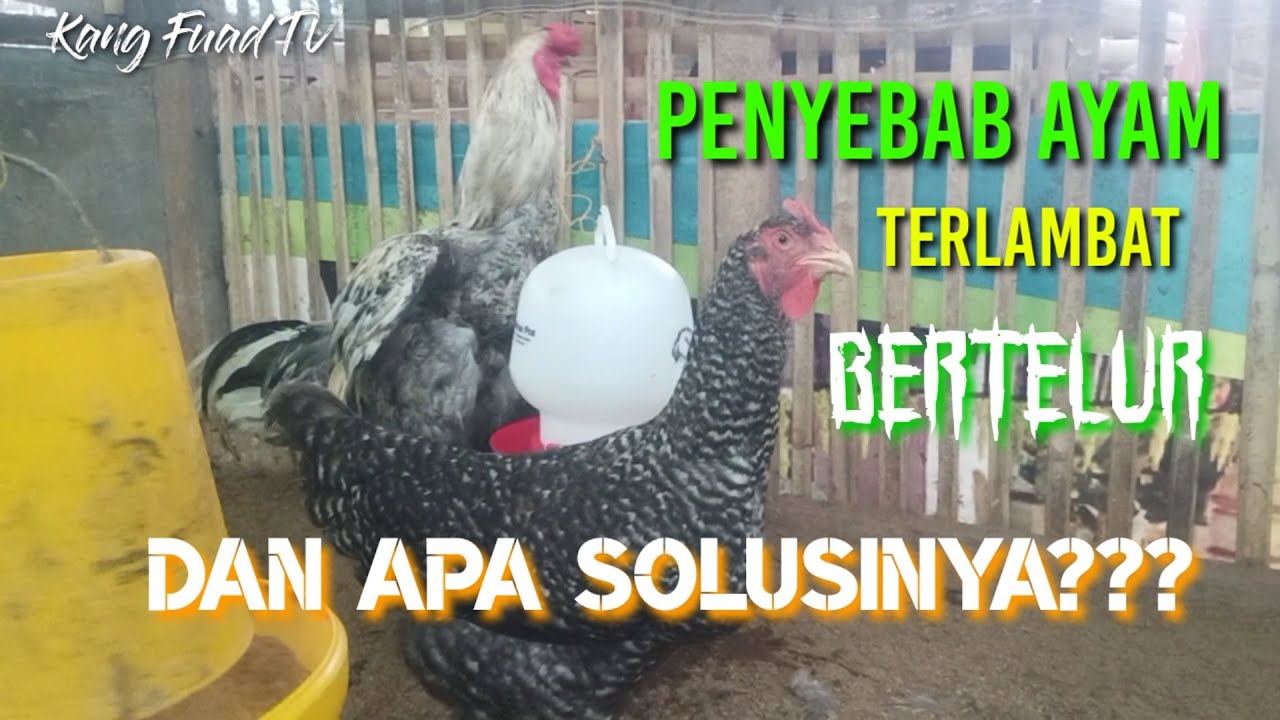 Penyebab Ayam Terlambat Bertelur|| Dan Apa Soluainya ❓❓❓