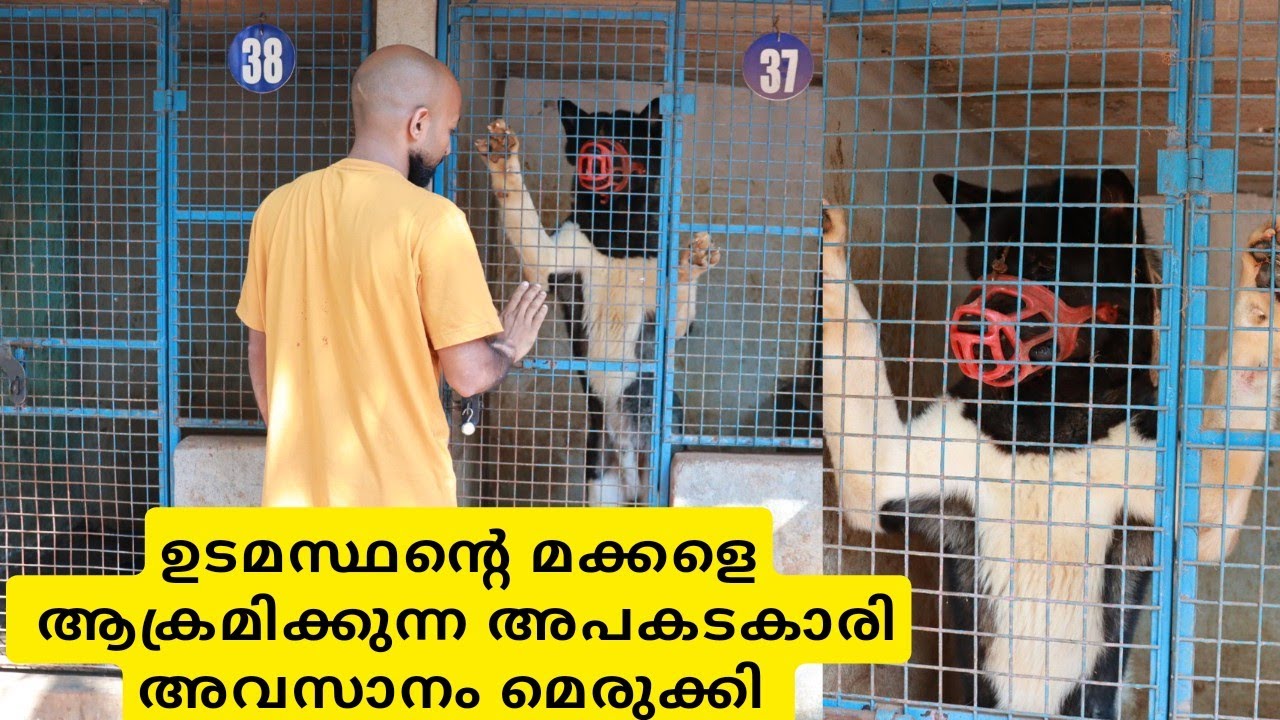 കൊലകൊല്ലിയെ അവസാനം മെരുക്കി|Aggressive Akita Dog
