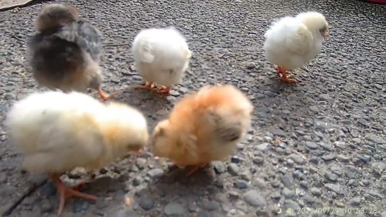 small chicken