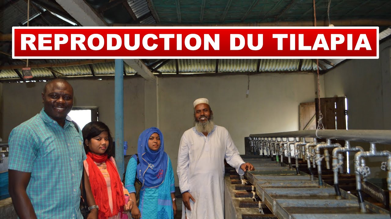 Reproduction du tilapia à l'écloserie (Bangladesh)