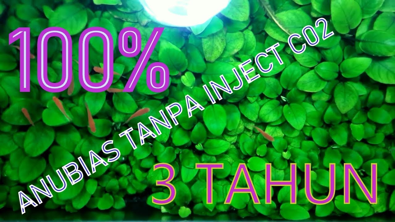 Anubias Nana Aquascape tanpa inject CO2