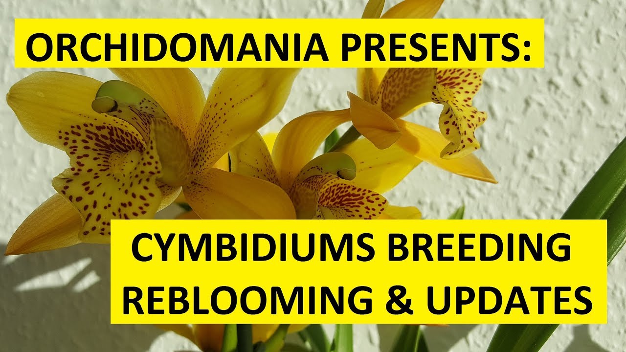 Orchidomania Presents: CYMBIDIUMS BREEDING, REBLOOMING & UPDATES