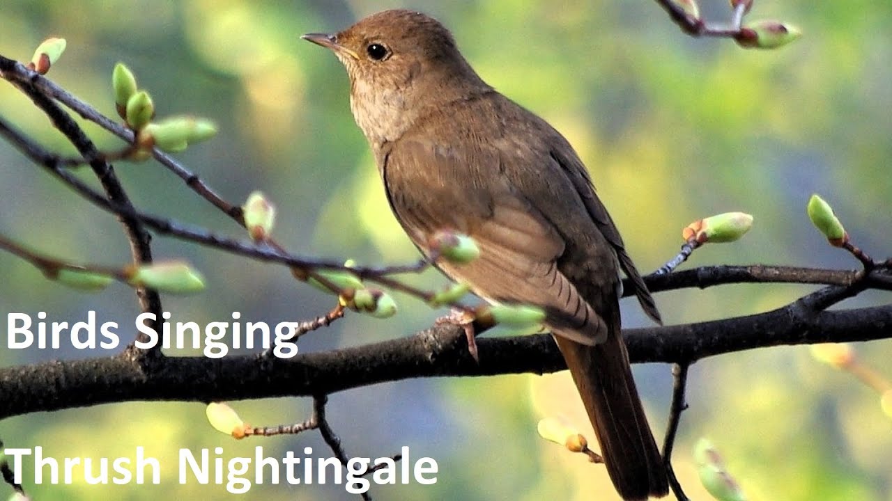 Birds Singing - Thrush Nightingale - Sounds of Nature
