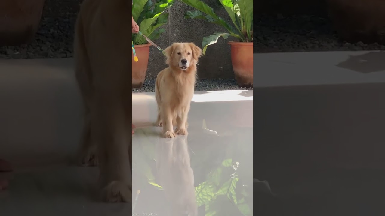 snowa the golden