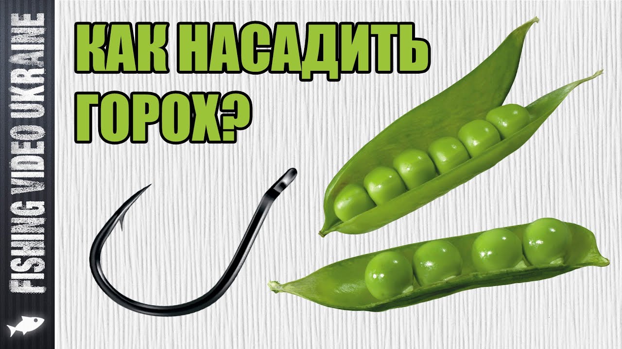 Как насадить горох на крючок. (Два простых способа) | 1080p | FishingVideoUkraine