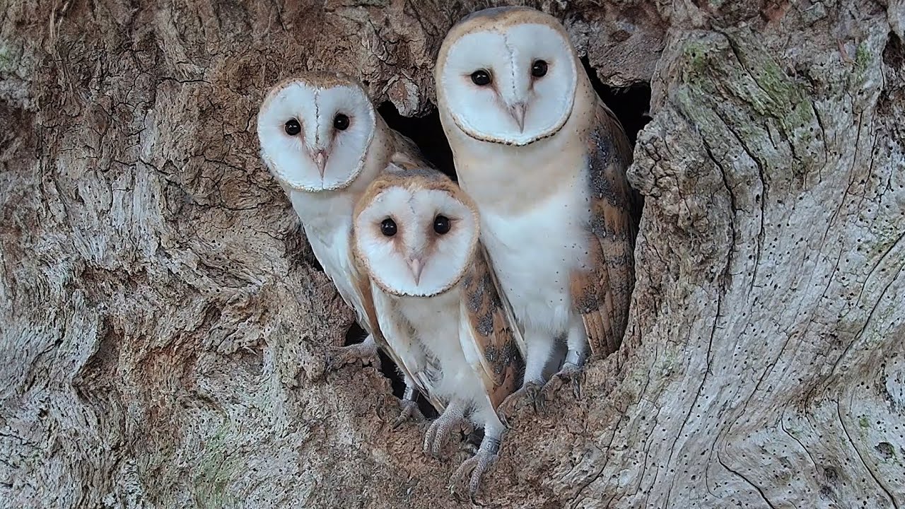 Barn Owl Chicks Bond After Father Dies | Gylfie & Finn | Robert E Fuller