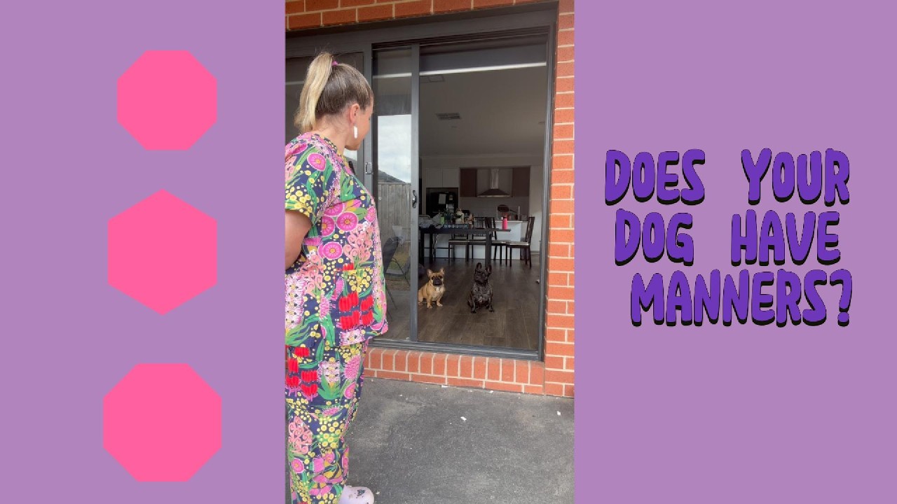 Does your dog have manners? #frenchbulldog #dogtraining #frenchies#dogcoach#dogmom