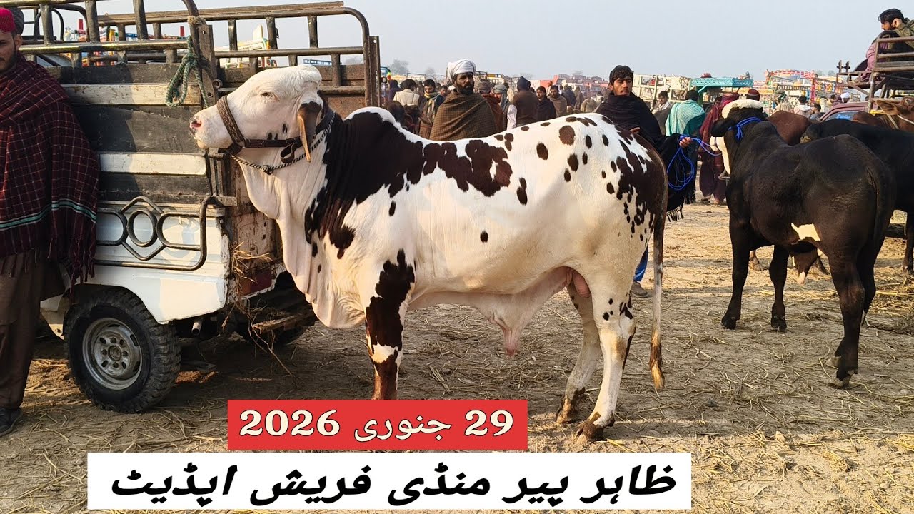 Zahir Pir Mandi Frish Update 29 January 2026 | @MandiBoy8080 | Zeeshan khan 