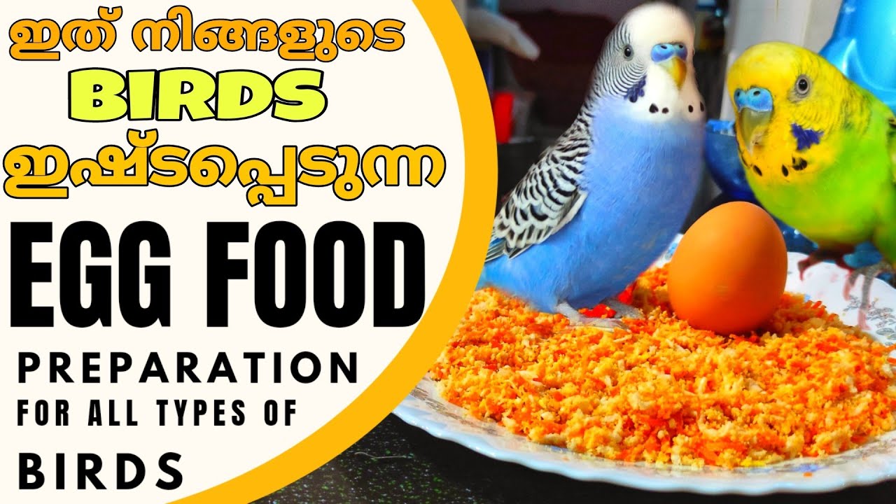 Egg Food ഇങ്ങനെ തയ്യാറാക്കിയാൽ എല്ലാ Birds ഉം കഴിക്കും||Prepare Delicious Egg Food for your Birds