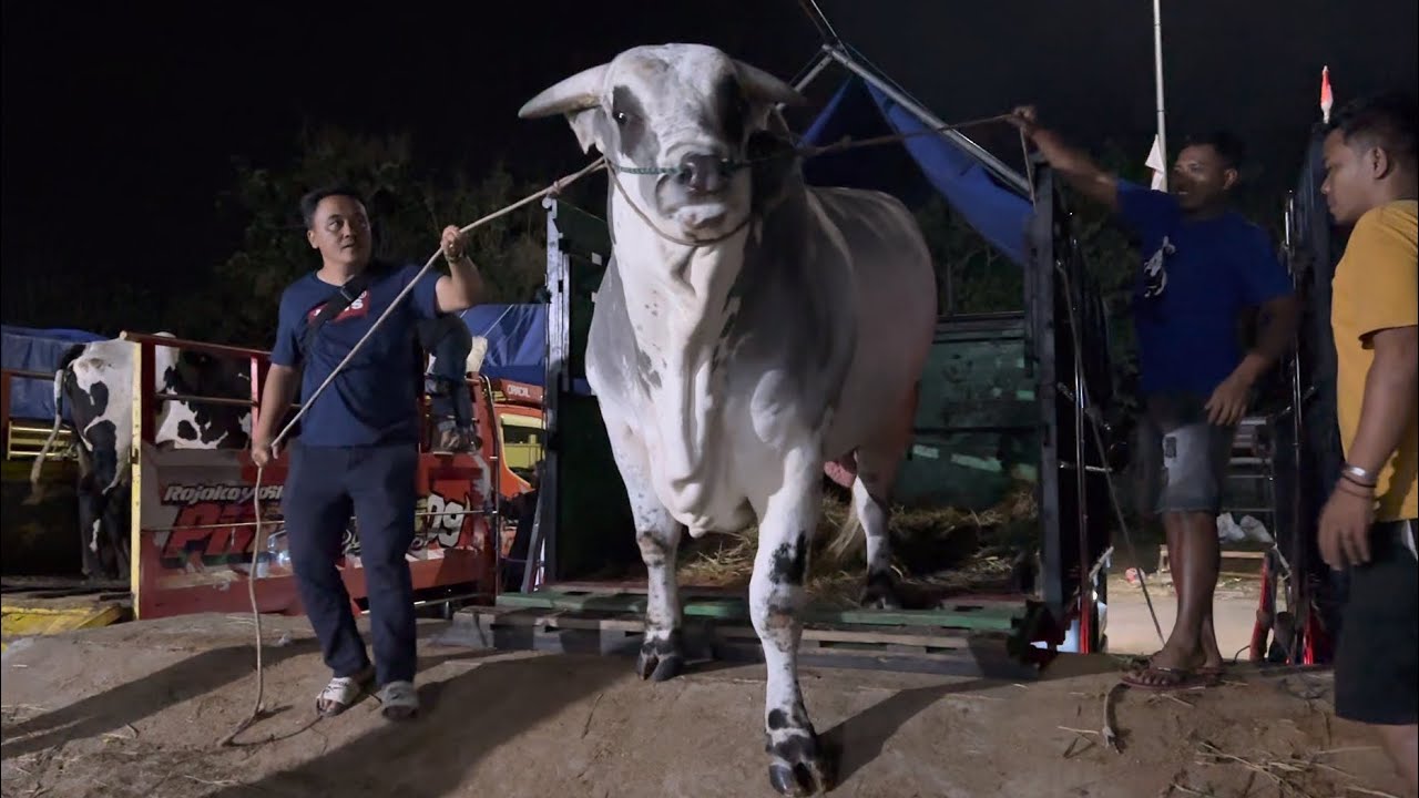 KUMPULAN SAPI RAKSASA TIBA DI AREA KONTES APPSI TULUNGAGUNG🔥