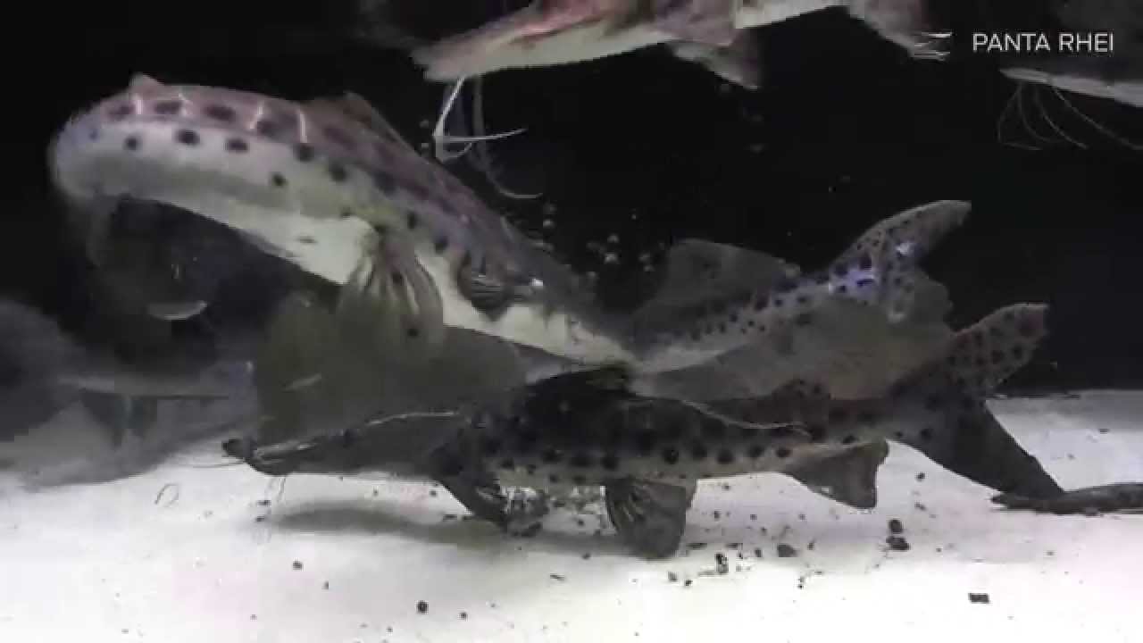 Pseudoplatystoma corruscans