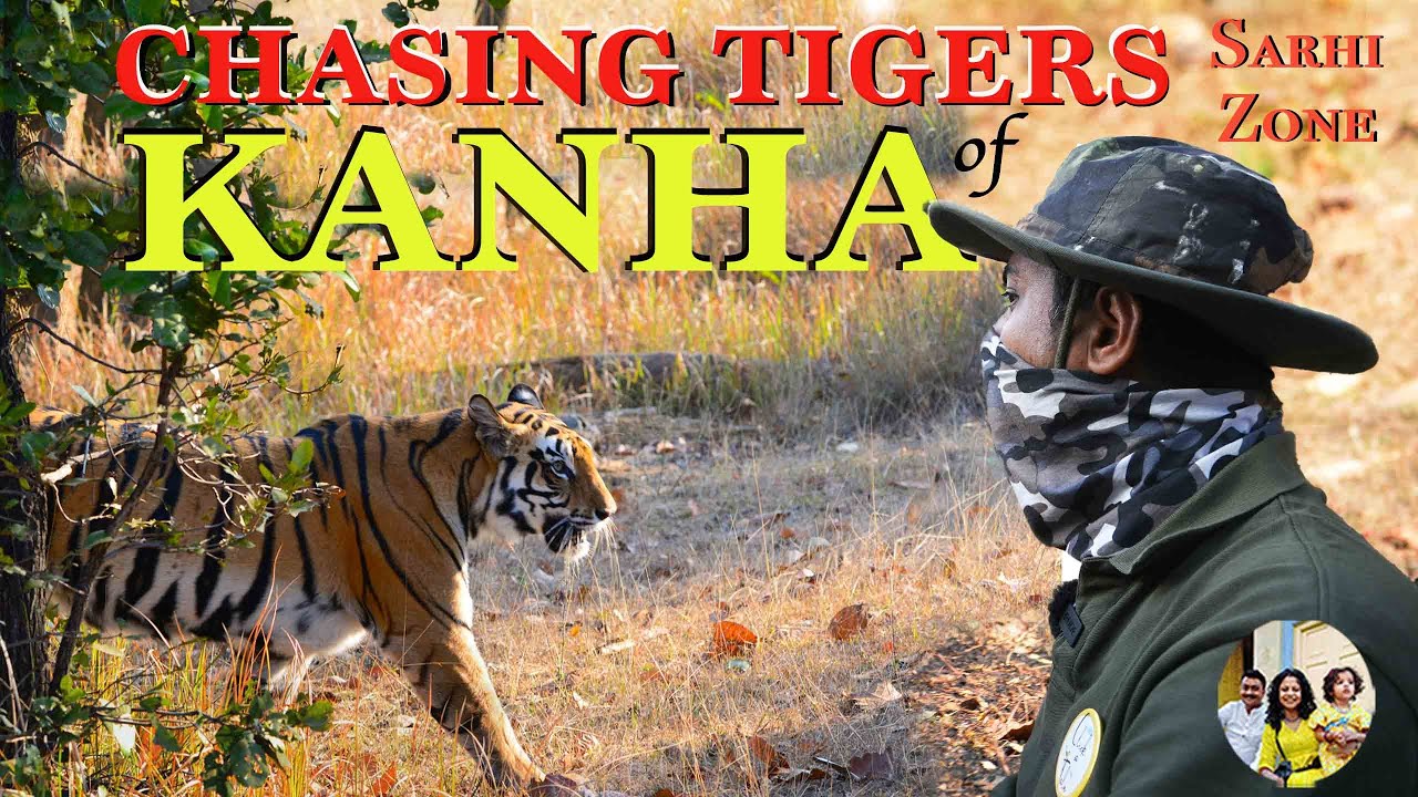 Chasing tigers of Kanha | Thrilling Jeep safari at the most underrated zone of Kanha National Park