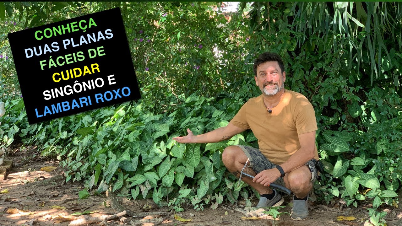 Conheça Duas Plantas Muito Fáceis de Cultivar: Singônio e Lambari Roxo