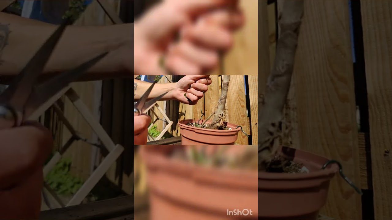 diverting energy on an ash bonsai #bonsai