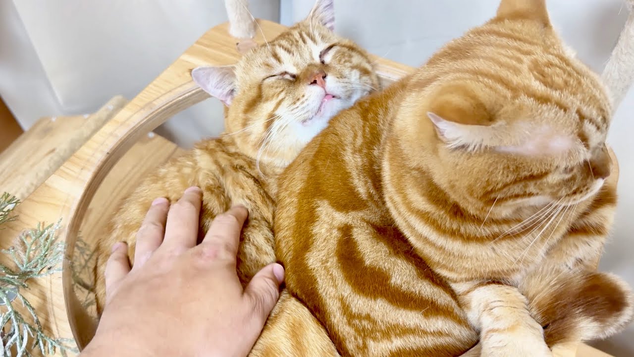 撫でられるのが苦手な弟と撫でられたくらいじゃびくともしないぽっちゃりお兄ちゃん。