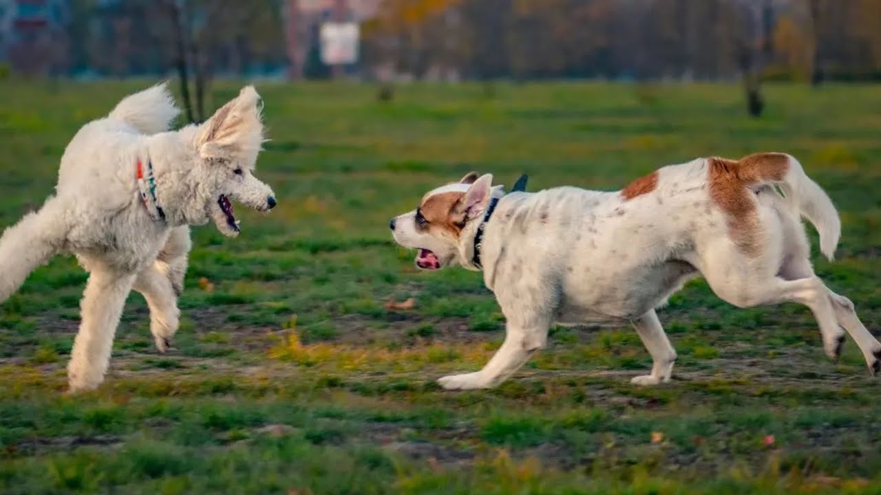 Dog Playing Competition Funny Video Simple Animals Life #17