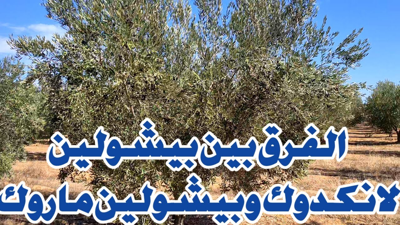 الفرق بين بيشولين لانكدوك وشجرة الزيتون المغربية بيشولين ماروك