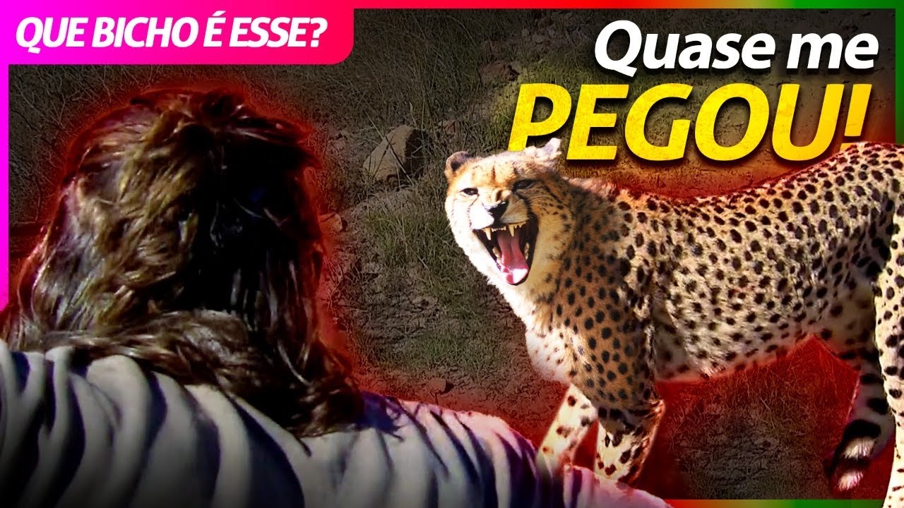 QUASE FUI PEGO POR UMA CHEETAH MUITO BRAVA! | RICHARD RASMUSSEN