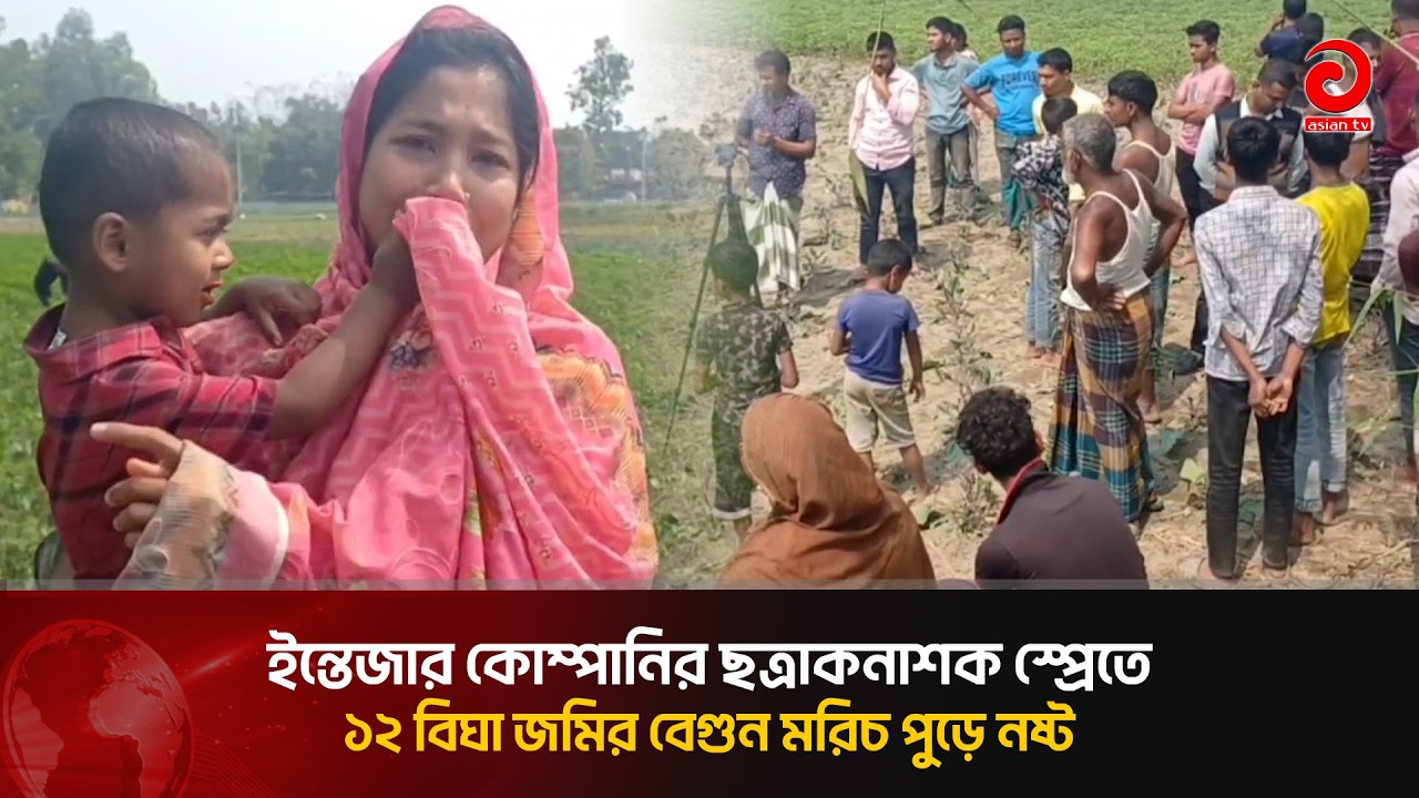 ইন্তেজার কোম্পানির ছত্রাকনাশক স্প্রেতে ১২ বিঘা জমির বেগুন মরিচ পু'ড়ে নষ্ট  | Asian Television